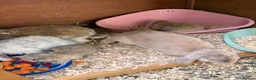 French Lop rabbits for sale: Beautiful French lop rabbits  - Advert 9