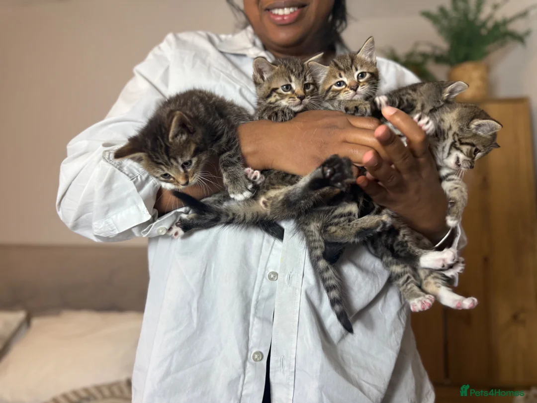 Siberian cats for sale: Siberian Cross Kittens – Playful & Litter Trained - Advert 2