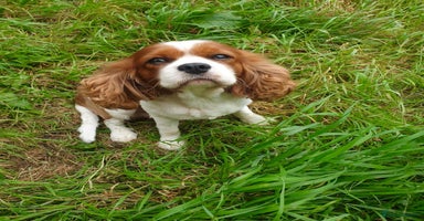 Cavalier King Charles Spaniel dogs - Advert 11