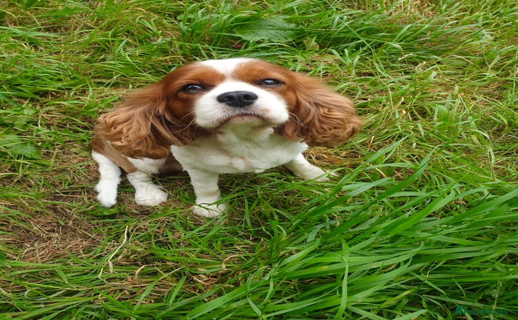 Cavalier King Charles Spaniel dogs - Advert 15