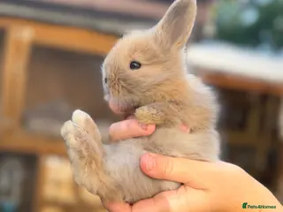 Angora rabbits Angora - Advert 2