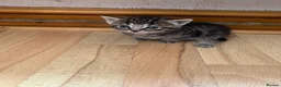Mixed Breed cats for sale: Beautiful bengal x  - Advert 18