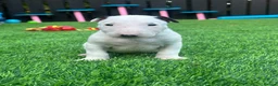 English Bull Terrier dogs for sale: Stunning English bull terrier puppies for sale  - Advert 16