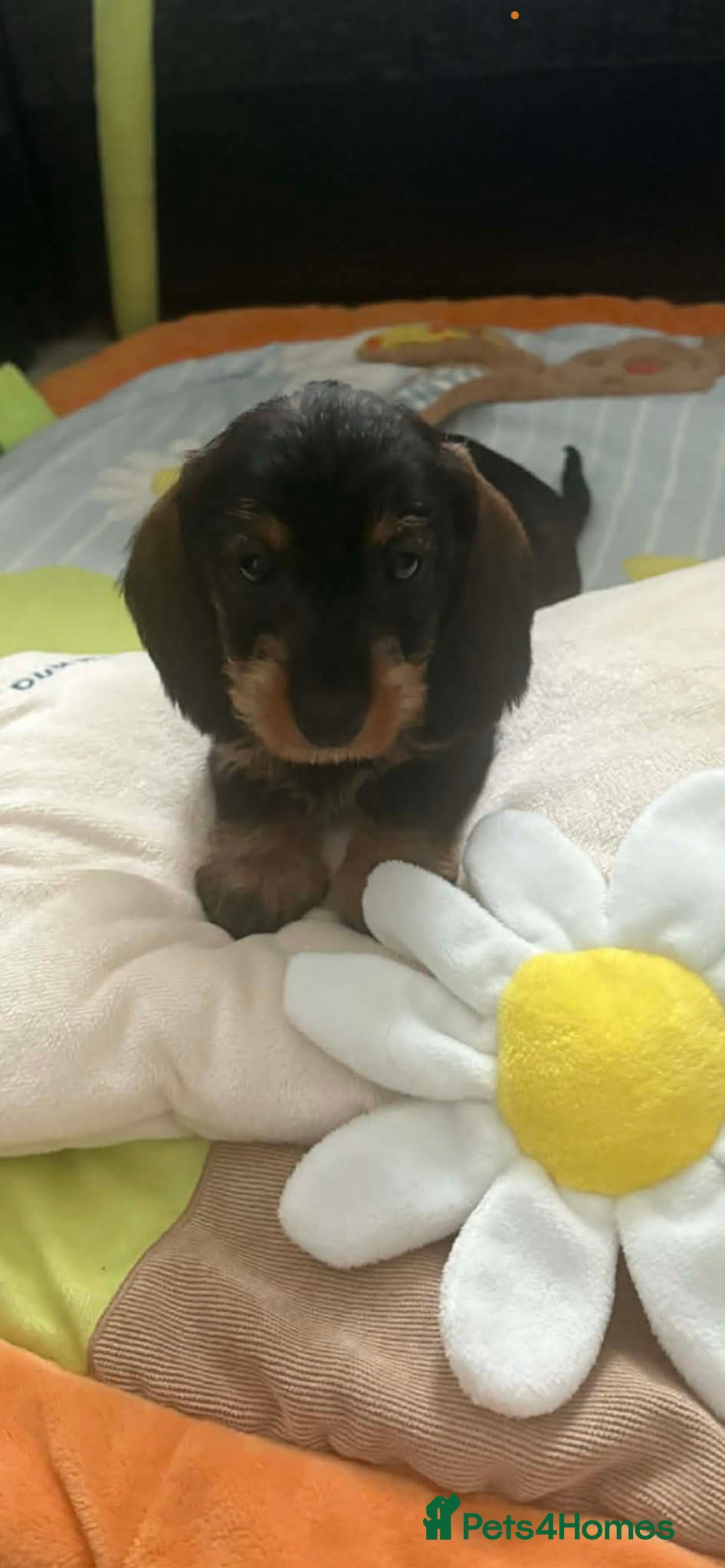 Miniature Dachshund dogs Wire haired puppies! Boys and girls - Advert 9