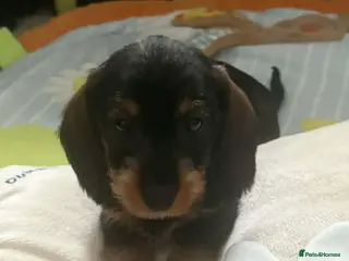 Miniature Dachshund dogs Wire haired puppies! Boys and girls - Advert 9