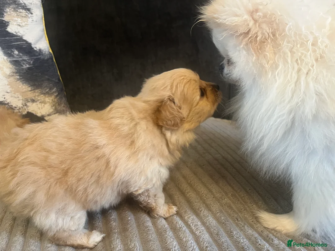 Pomapoo dogs for sale: Stunning pomapoo puppys  - Advert 1