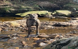 Lurcher dogs for sale: 3 year old male lurcher  - Image 3