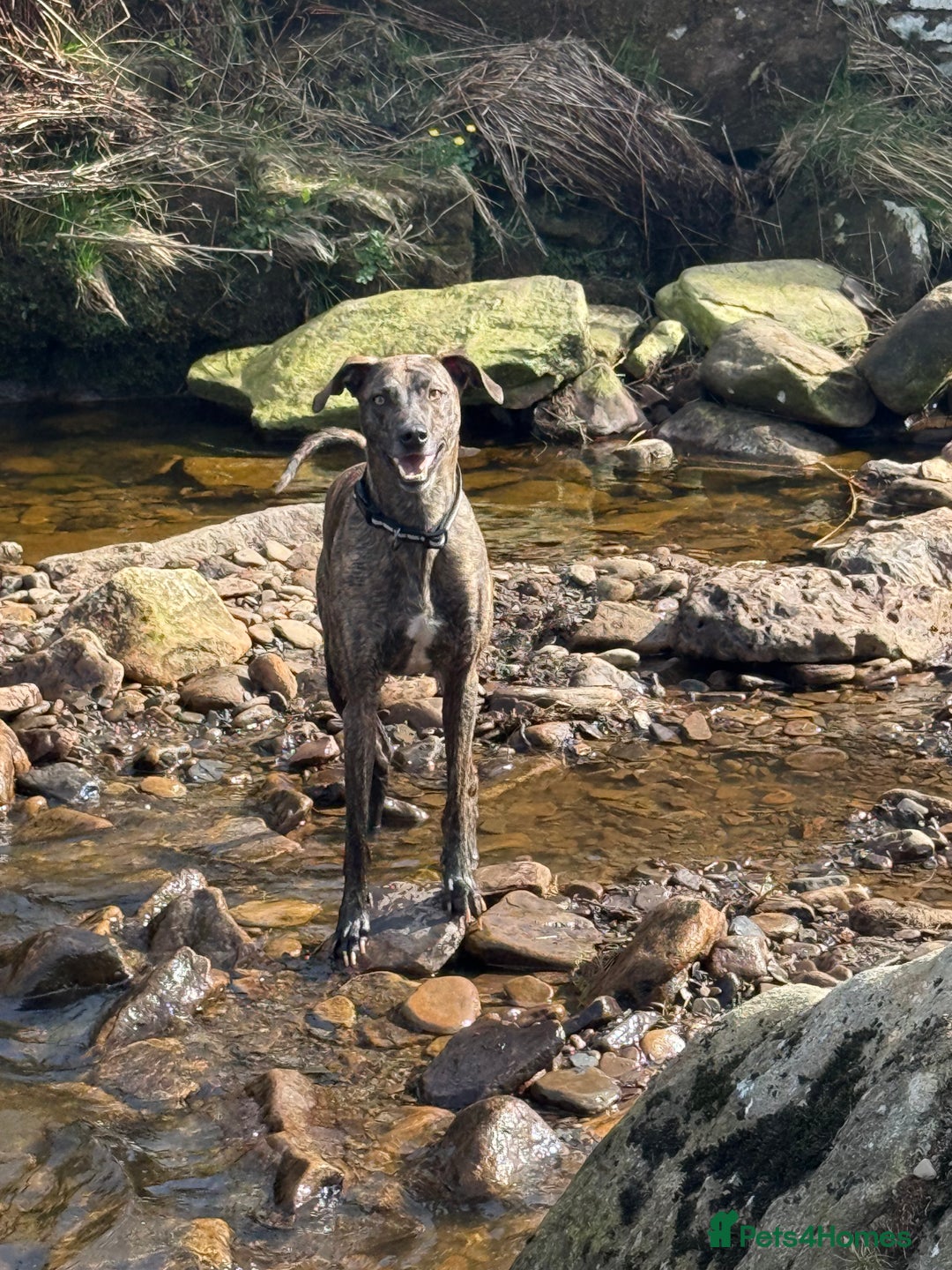 Lurcher dogs for sale: 3 year old male lurcher  - Image 3