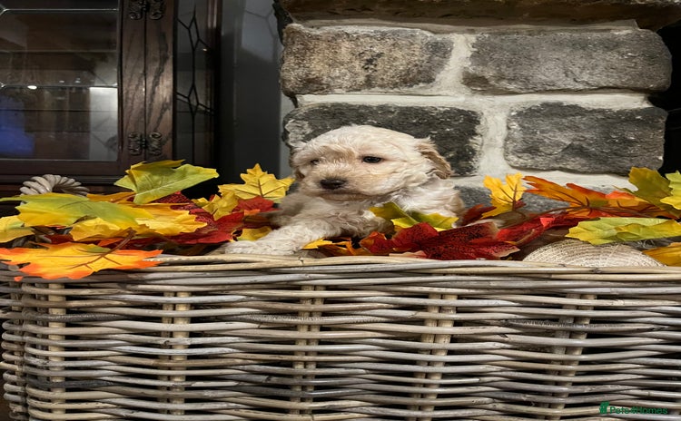 Miniature Poodle dogs Very well bred KC Miniature Poodles - Advert 1