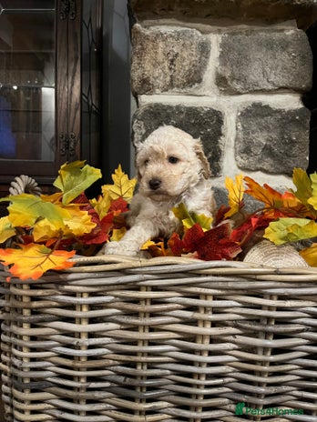 Miniature Poodle dogs Very well bred KC Miniature Poodles - Advert 1