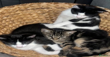 Mixed Breed cats - Advert 12