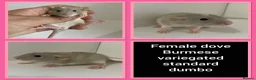 Rat rodents for sale: Adorable Baby Rats for Sale xx - Advert 15