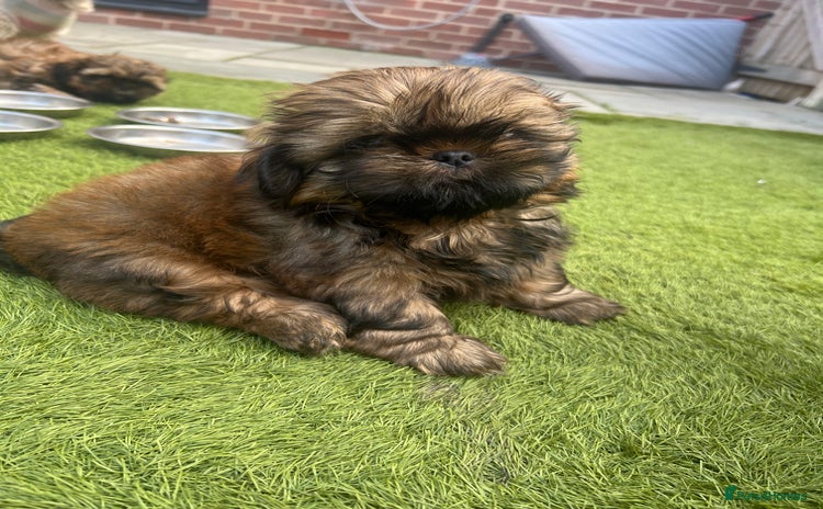 Shih Tzu dogs - Advert 6