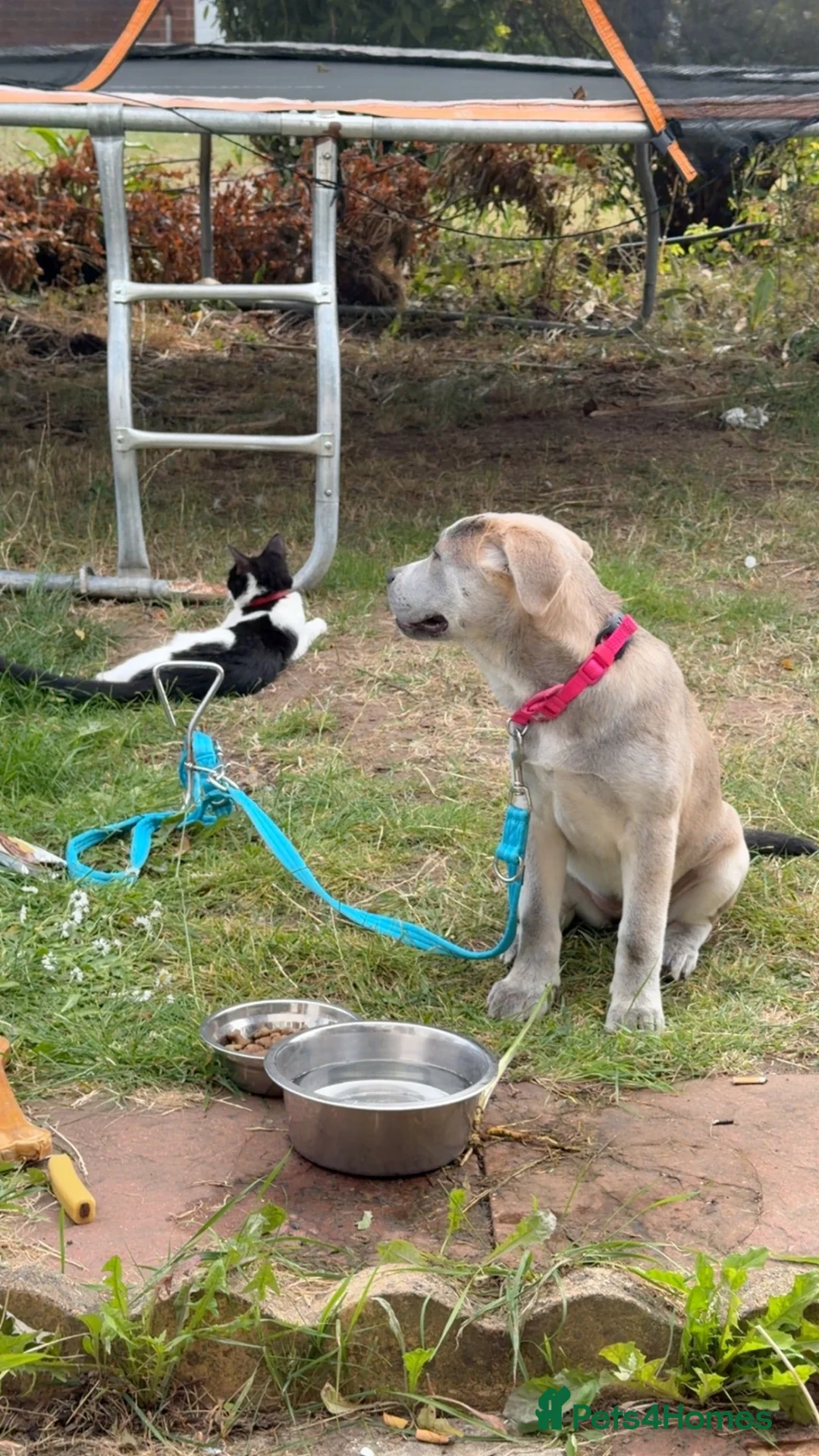 Mixed Breed dogs for sale: Beautiful female - Advert 6