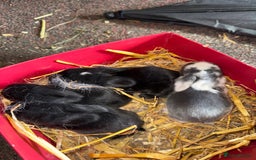 Mini Lop rabbits for sale: Top quality mini lop babies  - Image 4