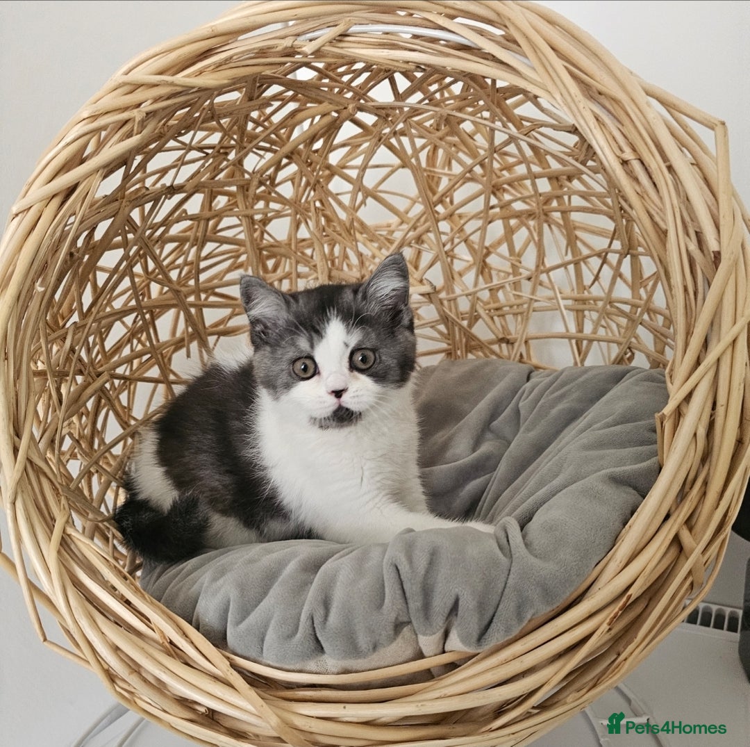 British Shorthair cats for sale: ✨SUPER CUDDLY BOY ✨ Total lap cat ✨ Rare colour ✨ in Biggleswade - Image 10