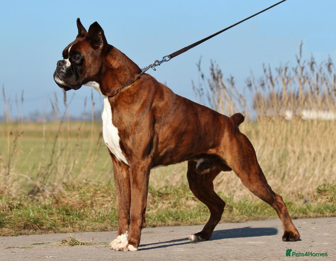 Boxer dogs for sale: Quality Boxer Puppies - Image 28