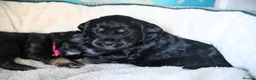Cocker Spaniel dogs for sale: One female puppy left  - Advert 22