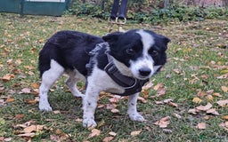 Mixed Breed dogs for adoption: 💙🐶Bobby -3 yo small boy with spirit of lion💙🐶 - Advert 4