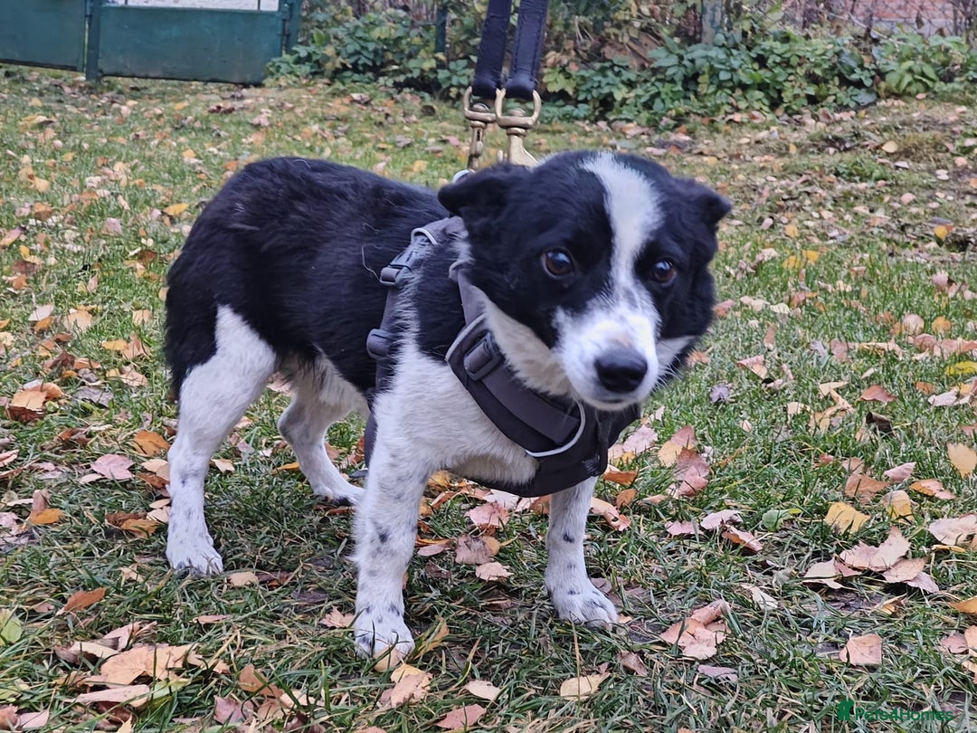 Mixed Breed dogs for adoption: 💙🐶Bobby -3 yo small boy with spirit of lion💙🐶 - Advert 4