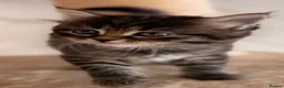 Siberian cats for sale: New imported lines Siberian kittens - Advert 16