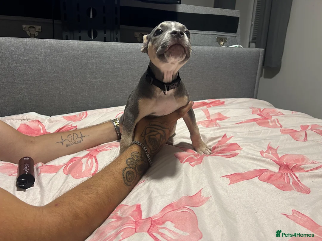 Mixed Breed dogs for sale: Beautiful boy  - Advert 7