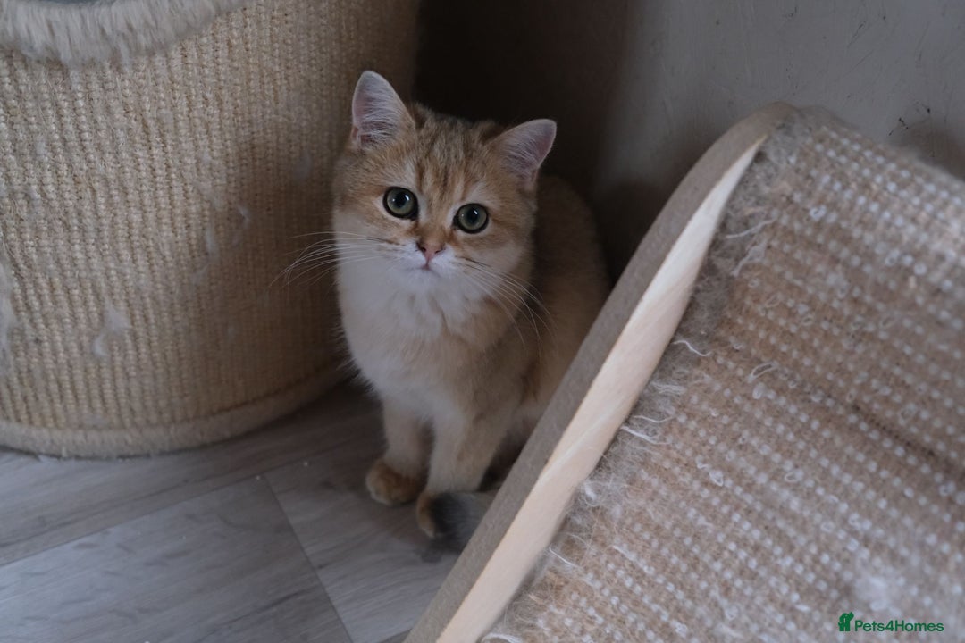 Scottish Fold cats for sale: Scottish fold and straight kittens  - Advert 24