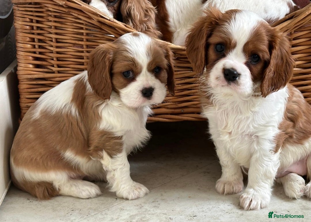 Cavalier King Charles Spaniel dogs for sale: Beautiful cavalier King Charles puppy’s  - Advert 1