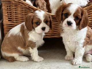 Cavalier King Charles Spaniel dogs Beautiful cavalier King Charles puppy’s - Advert 11