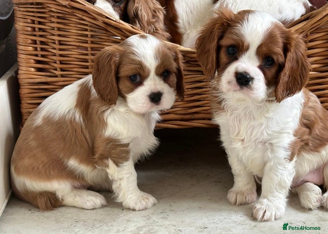 Cavalier King Charles Spaniel dogs Beautiful cavalier King Charles puppy’s - Advert 2