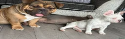 American Bully dogs for sale: Extreme pocket bully  in Warrington - Advert 4