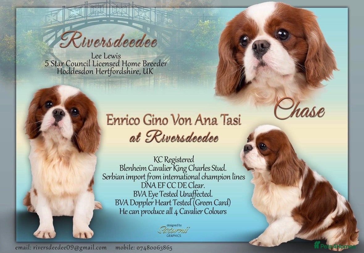 Cavalier King Charles Spaniel dogs KC EXCEPTIONAL IMPORTED HEALTH TESTED CAV STUD  in Hoddesdon - Advert 5