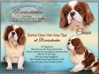 Cavalier King Charles Spaniel dogs in Hoddesdon - Advert 5