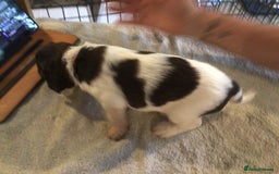 English Springer Spaniel dogs for sale: English Springer Spaniel Puppies KC Registered - Image 7