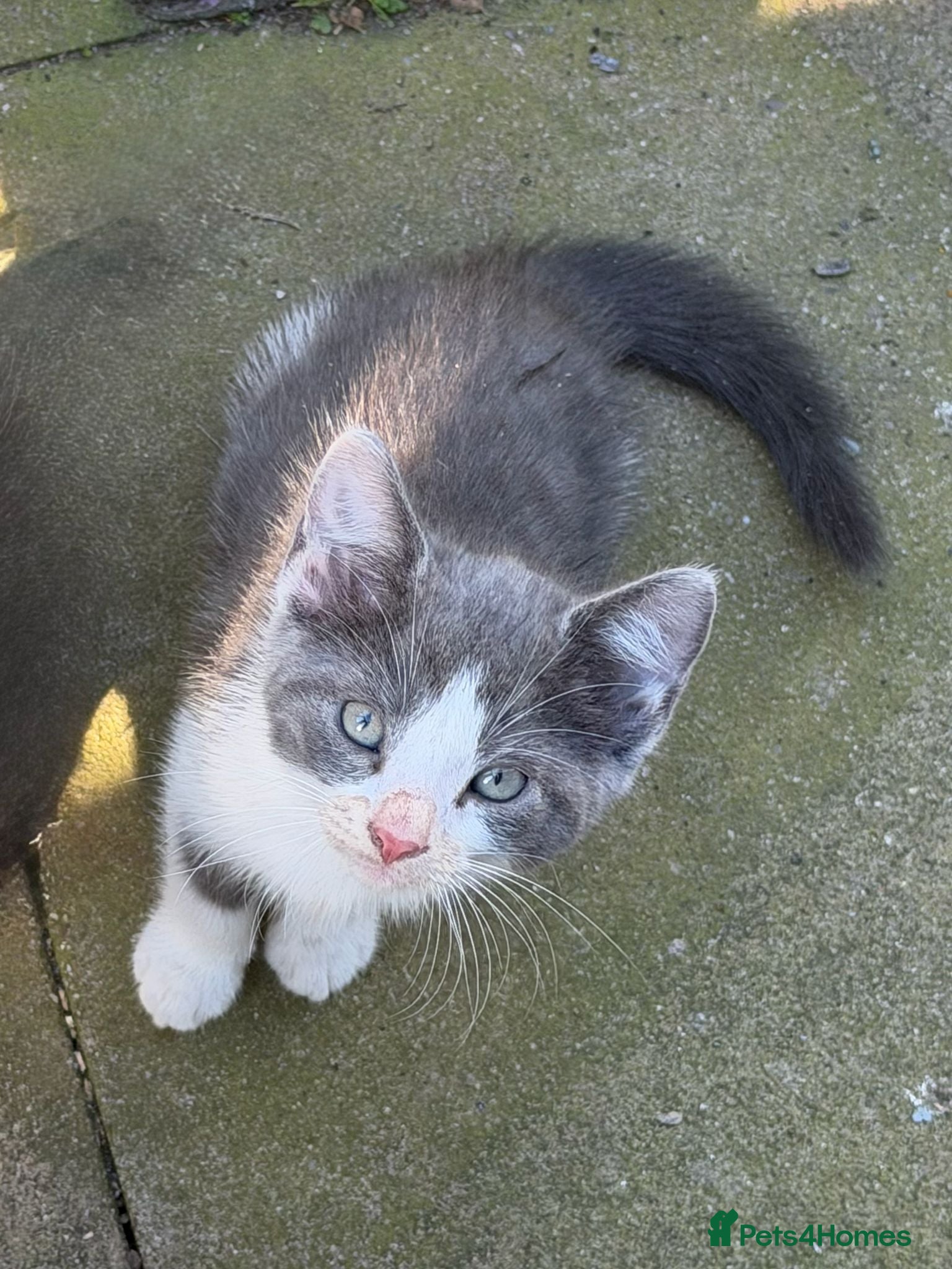 Mixed Breed cats ❤️Ready to go Gorgeous kittens❤️ - Advert 1