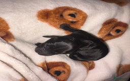 Mixed Breed dogs for sale: ❣️ beautiful Puppie’s ❣️ - Image 9