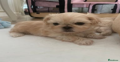 Shih Tzu dogs - Advert 6