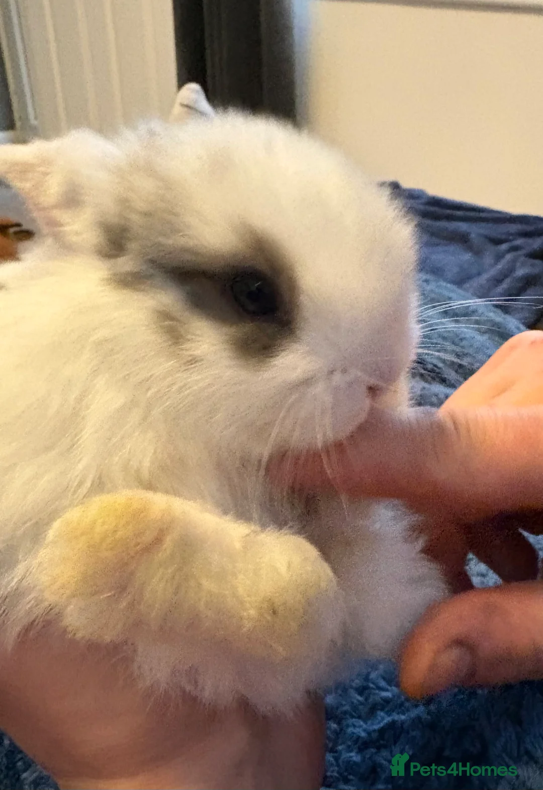 Mini Lop rabbits for sale: Beautiful pure bred mini lop bunnies - Advert 4