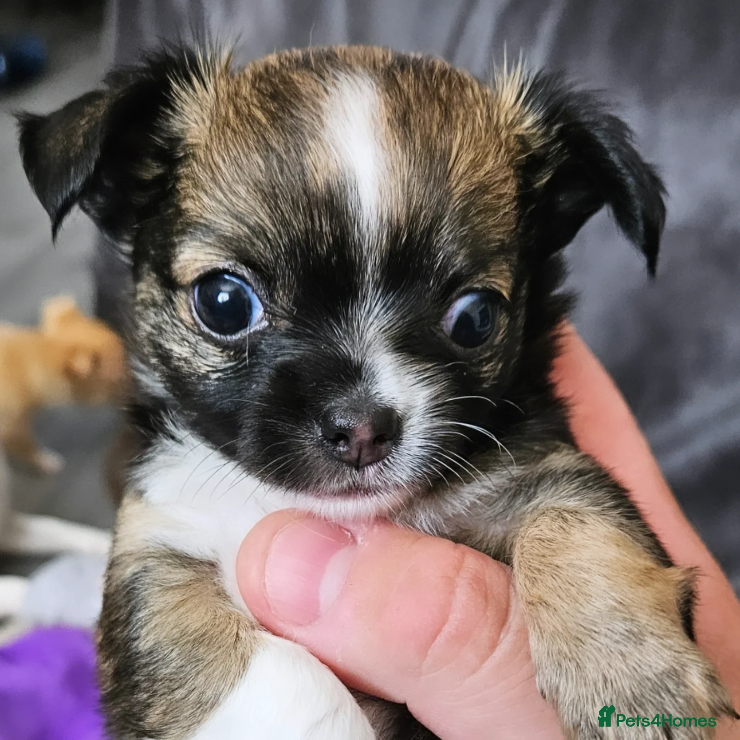 Chihuahua dogs 1 male chihuahua pup available  - Advert 3
