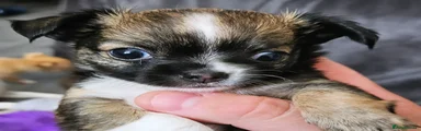 Chihuahua 1