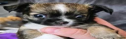 Chihuahua dogs for sale: 1 male chihuahua pup available  - Advert 1
