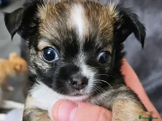 Chihuahua dogs 1 male chihuahua pup available - Advert 1