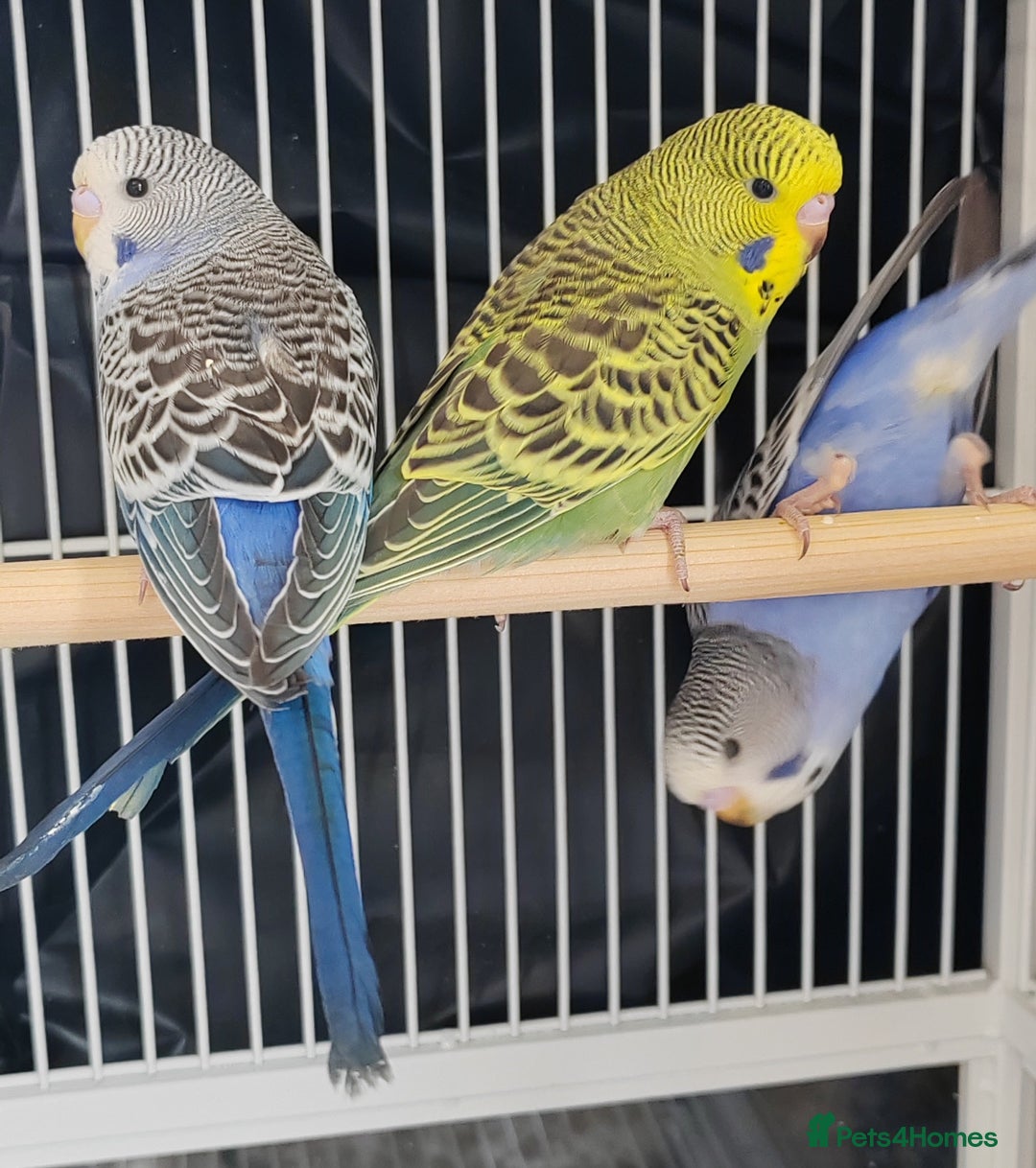 Budgerigars birds for sale: Beautiful Baby Budgies  - Image 4