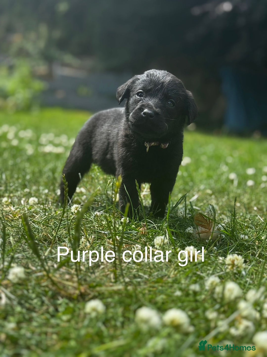 Labrador Retriever dogs for stud: Proven Gorgeous Black Lab in Mansfield - Advert 4