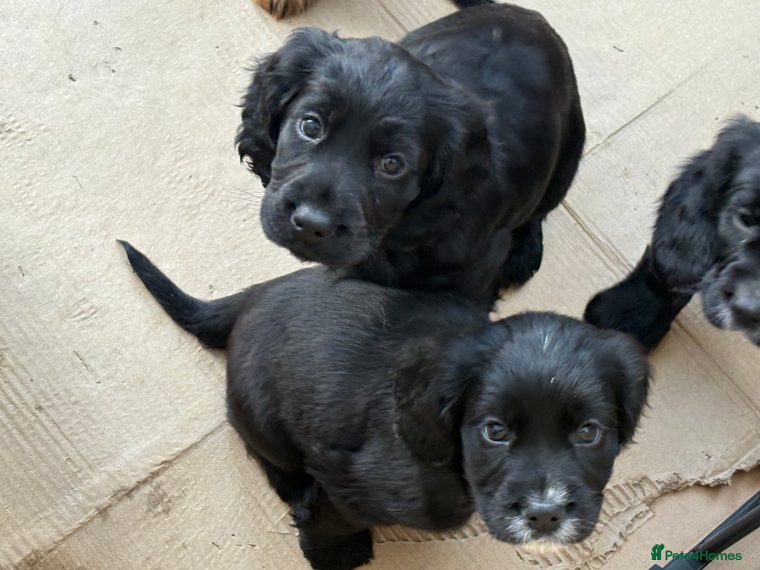 Cocker Spaniel dogs for sale: 2 Black and White Cocker Spaniel Pups - Advert 6