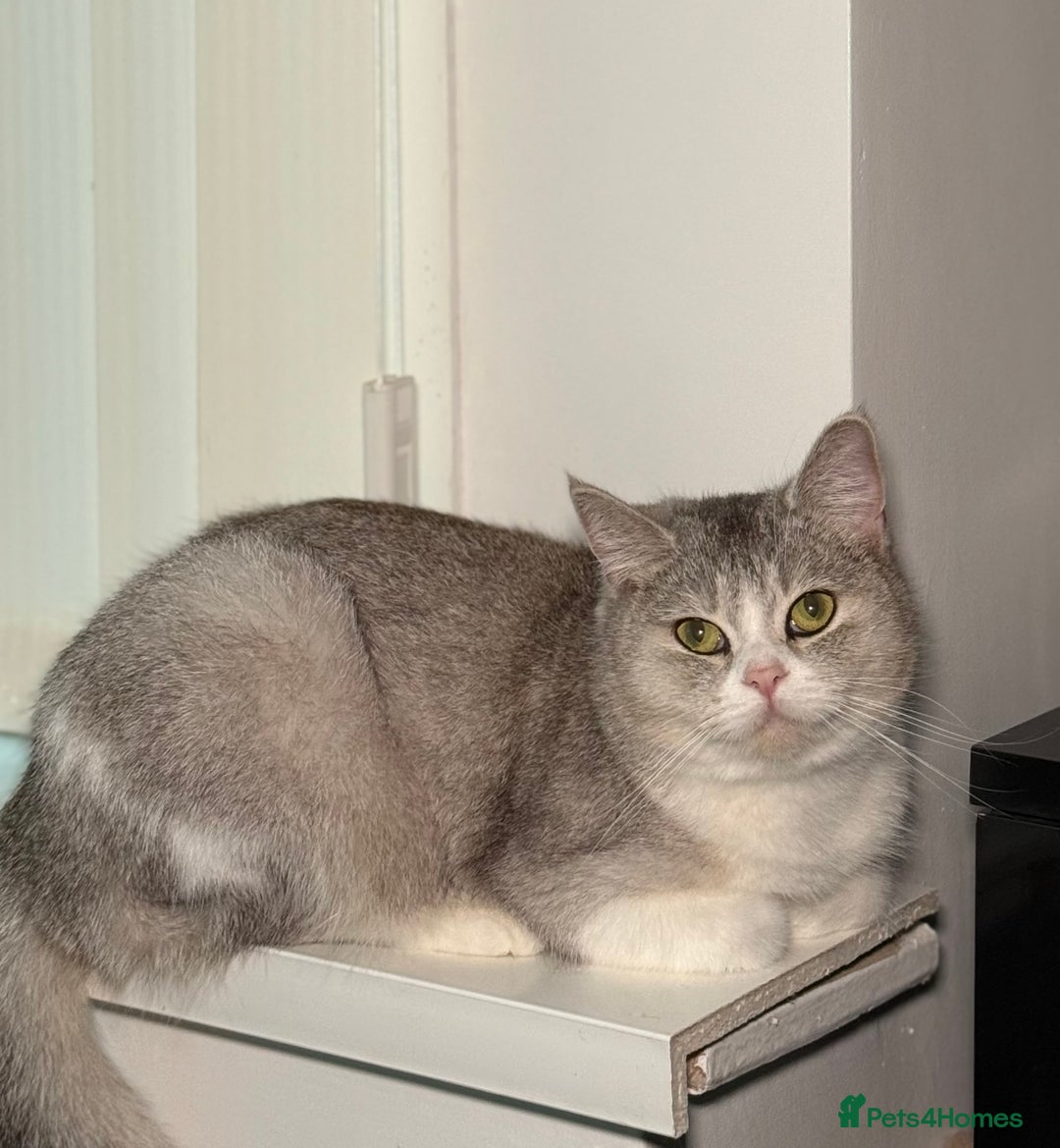 British Shorthair cats for sale: british shorthair  - Advert 1