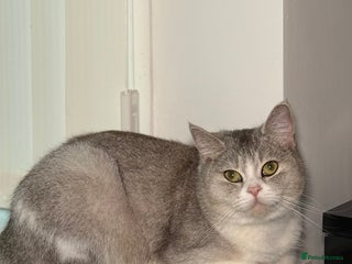 British Shorthair cats british shorthair - Advert 1