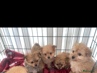 Pomapoo dogs Pomapoo puppies - Advert 1