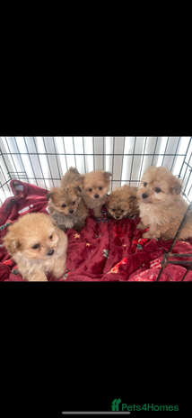 Pomapoo dogs Pomapoo puppies - Advert 1