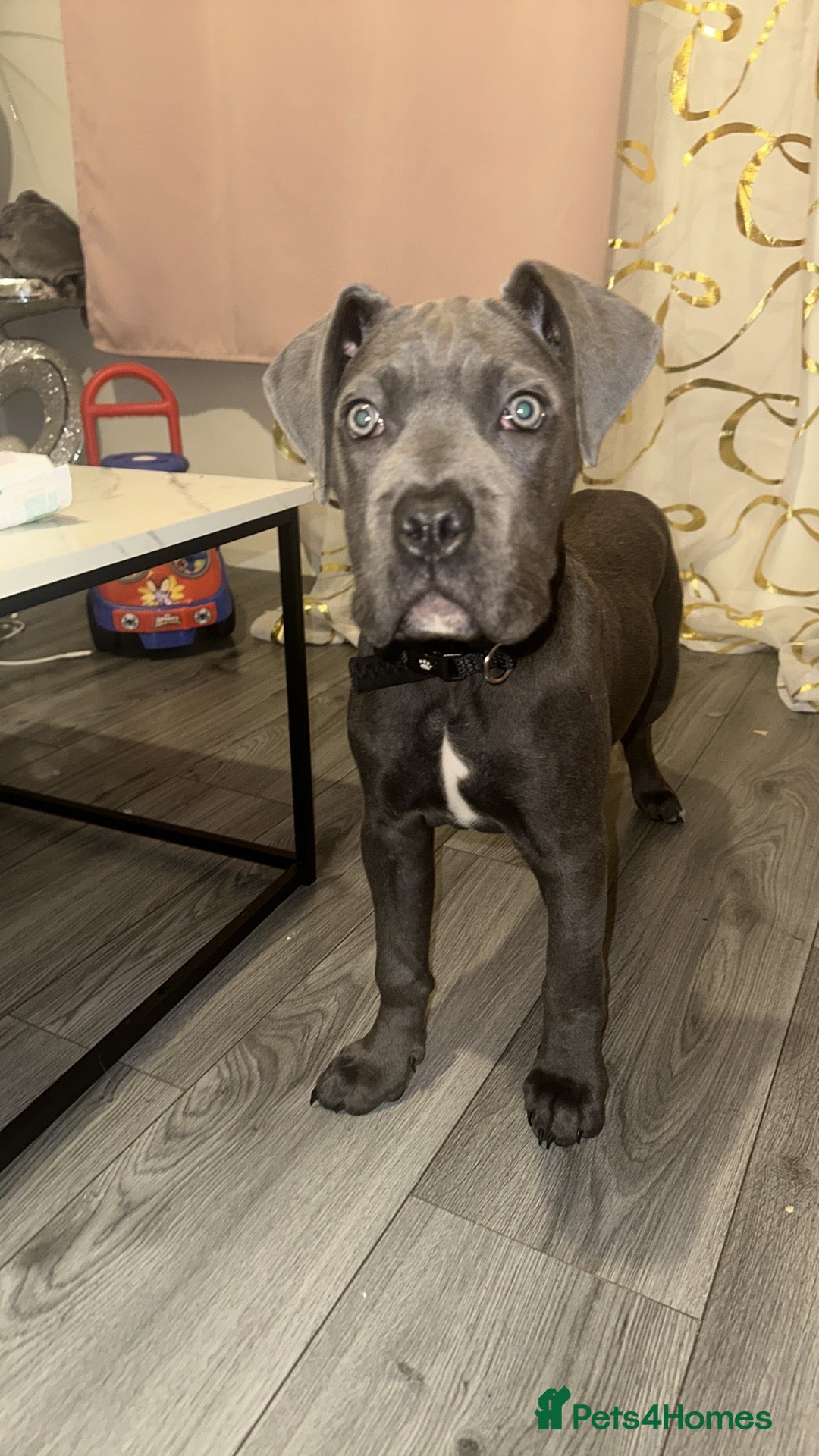 Cane Corso dogs for sale: For sale cane corsa - Advert 2